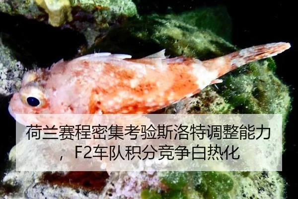 荷兰赛程密集考验斯洛特调整能力，F2车队积分竞争白热化